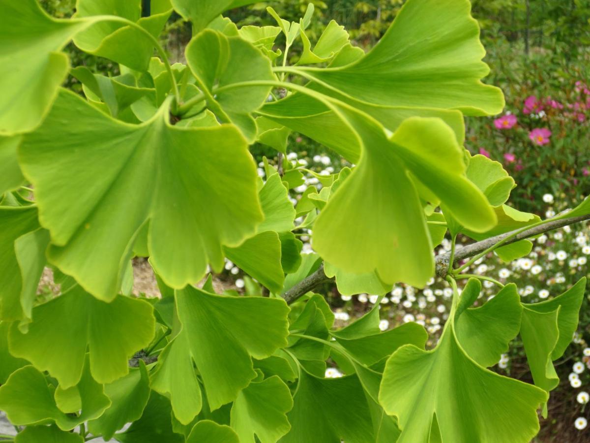 吉维尼Twin Ginkgo别墅 外观 照片
